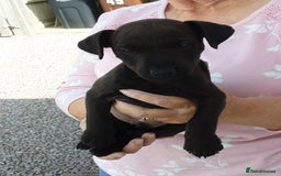 Patterdale Terrier dogs for sale: READY NOW Stunning litter of Patterdale Terriers  - Image 11