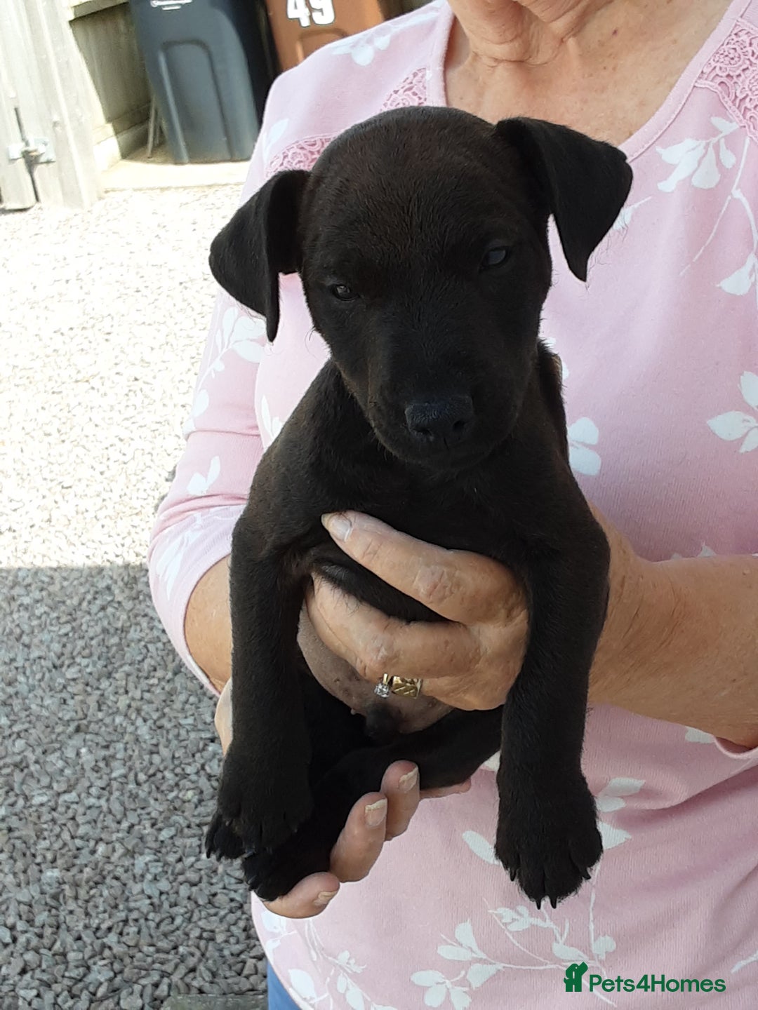 Patterdale Terrier dogs for sale: READY NOW Stunning litter of Patterdale Terriers  - Image 11