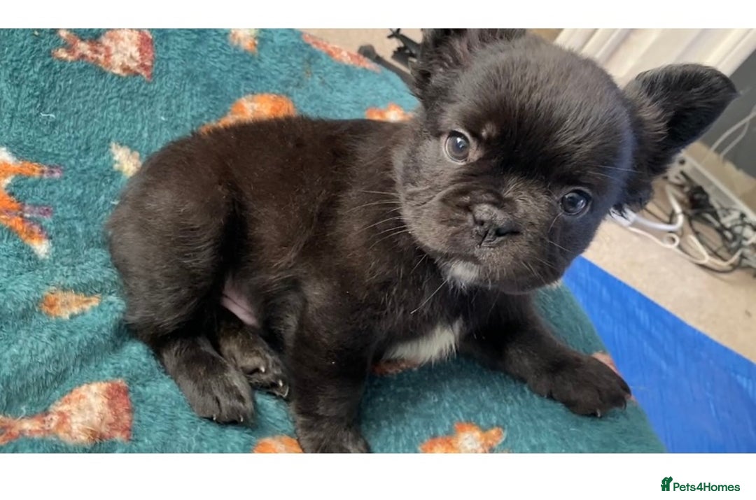 French Bulldog dogs for sale: French bulldogs puppy’s for sale - Advert 24