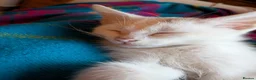 Mixed Breed cats for sale: Kitten for sale in Pontefract - Advert 5