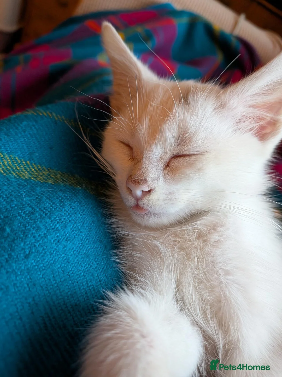 Mixed Breed cats for sale: Kitten for sale in Pontefract - Advert 5