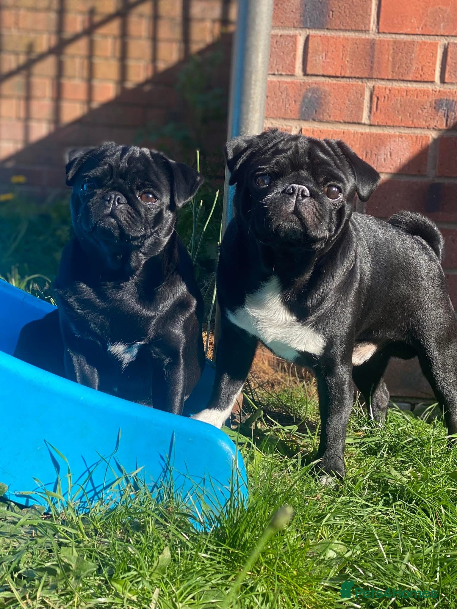 Pug dogs Male and Female pug for rehoming  - Advert 3