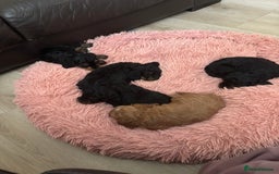 Cavapoo dogs for sale: Outstanding Blk and tan toy cavapoo male left  - Image 23
