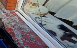 Mixed Breed cats for sale: 2 male cats  - Image 4
