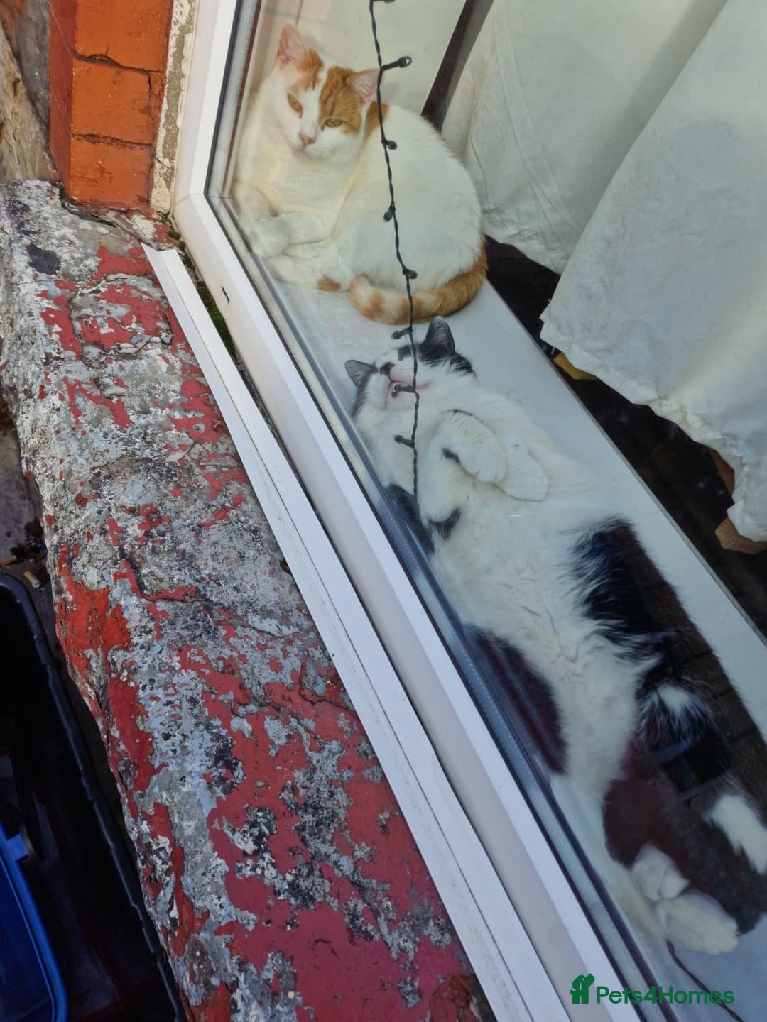 Mixed Breed cats for sale: 2 male cats  - Image 4