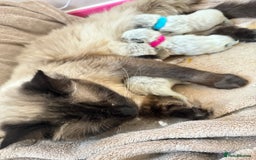 Ragdoll cats for sale: Seal point ragdoll kittens 3 boys and 2 girls  - Image 18