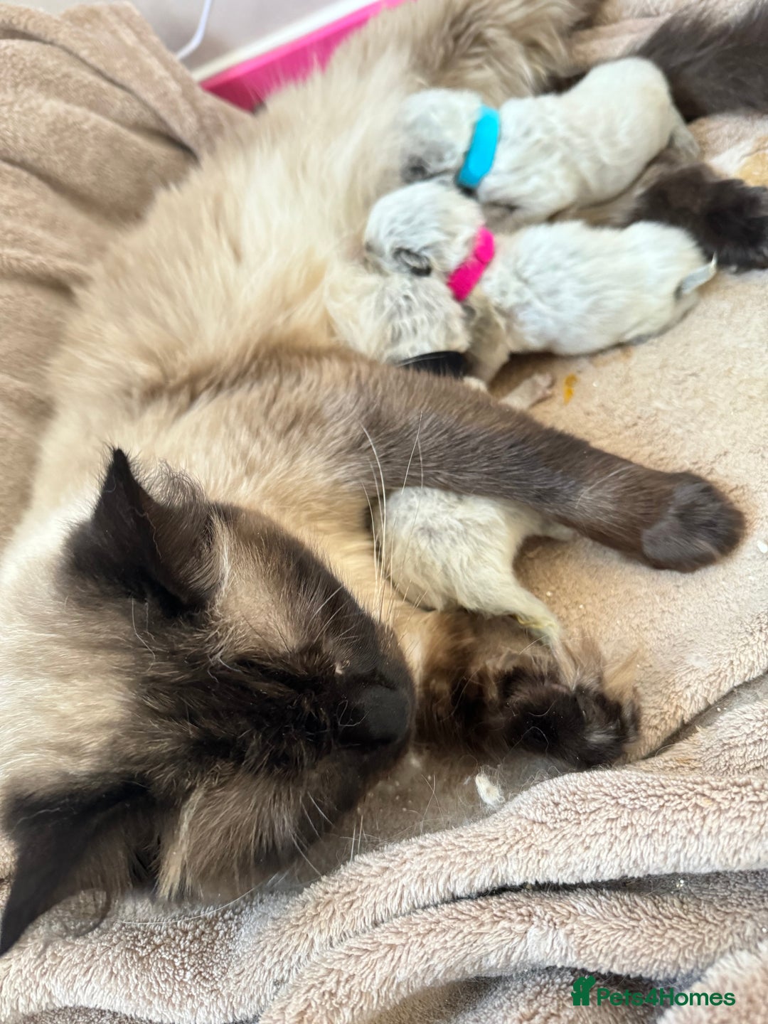 Ragdoll cats for sale: Seal point ragdoll kittens 3 boys and 2 girls  - Image 18