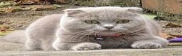 Scottish Fold cats for sale: Lilac Scottish Fold Female  - Advert 4
