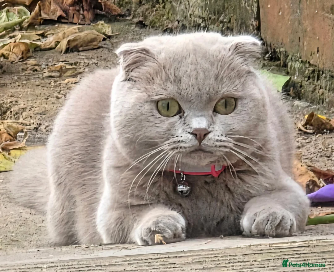 Scottish Fold cats for sale: Lilac Scottish Fold Female  - Advert 4