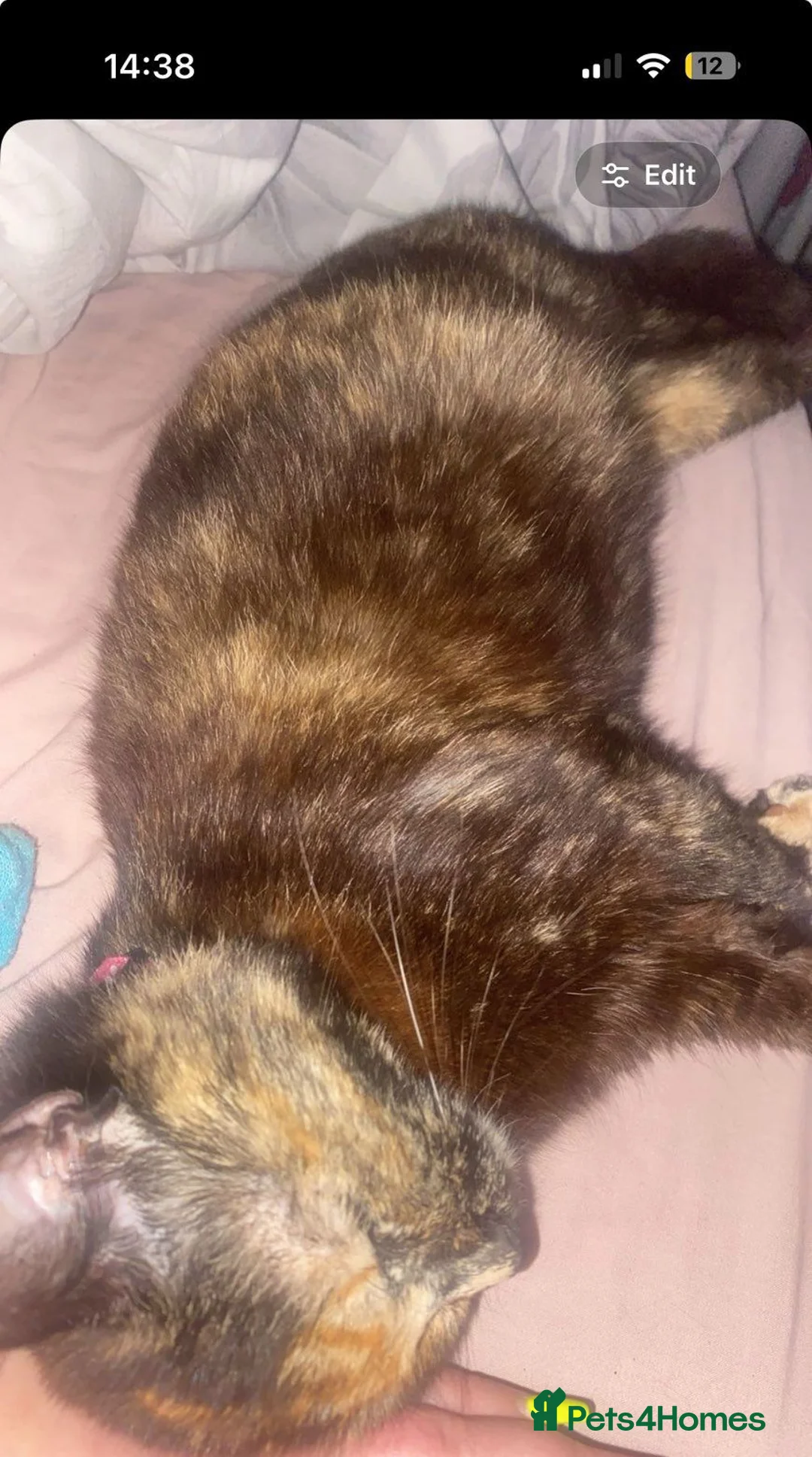Mixed Breed cats for sale: Kittens - Advert 14