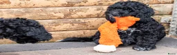 Cockapoo dogs for sale: F1 cockapoo puppies - Advert 5