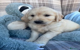 Golden Retriever dogs for sale: QUALITY GOLDEN RETREIVER PUPPIES - Image 3
