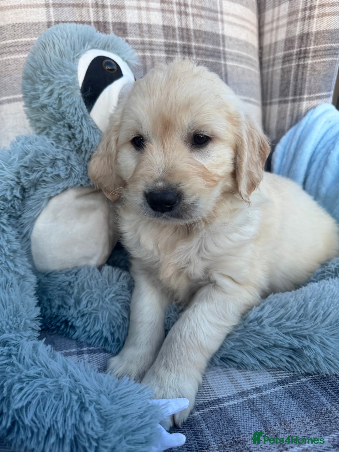 Golden Retriever dogs for sale: QUALITY GOLDEN RETREIVER PUPPIES - Image 3
