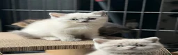 British Shorthair cats for sale: British shorthair kittens 😺 - Advert 23