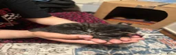 Domestic Shorthair cats for sale:  Tabby female cat with her four kittens for sale. - Advert 5