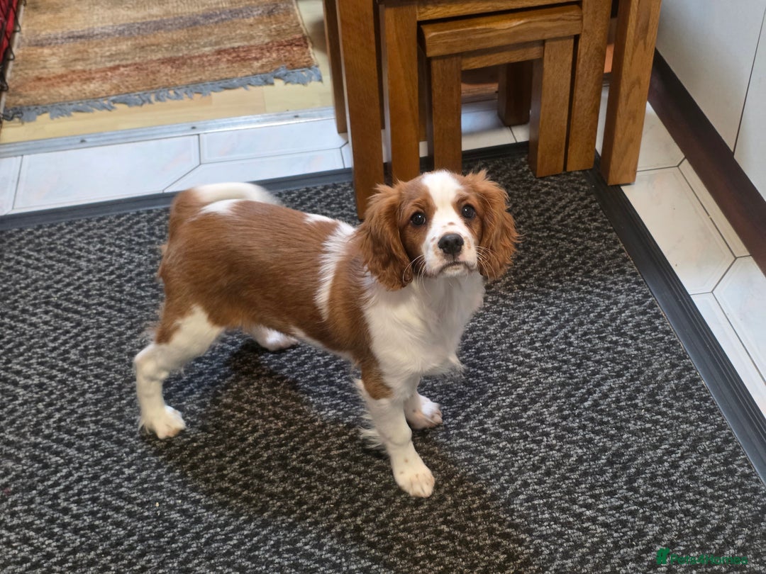 Cavalier King Charles Spaniel dogs for sale: KC Reg Cavalier King Charles pups Fully Vaccinated - Advert 15