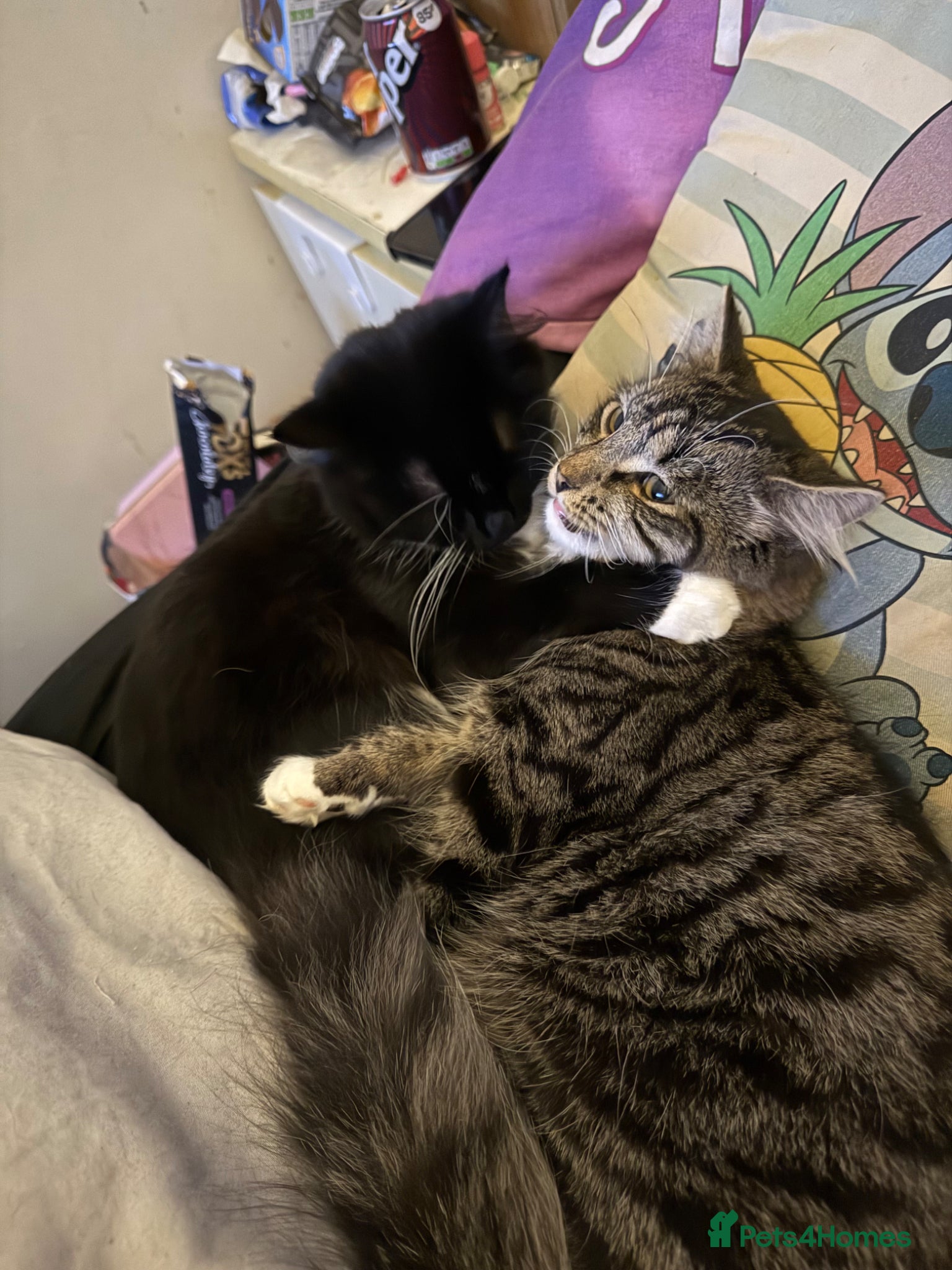 Mixed Breed cats Beautiful male and female kittens - Advert 7