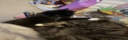Mixed Breed cats for sale: Beautiful male and female kittens - Advert 1