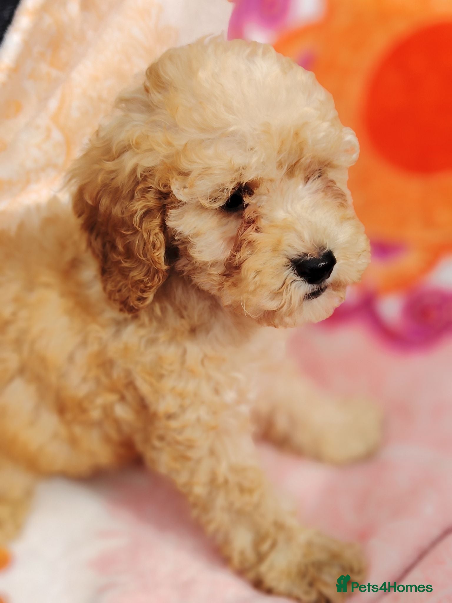 Cockapoo dogs Miniature cockapoo puppies  - Advert 1