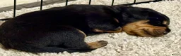 Rottweiler dogs for sale: Gorgeous Rottweiler puppies available  - Advert 10