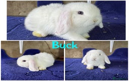 Mini Lop rabbits for sale: Pure breed mini lop  - Image 9