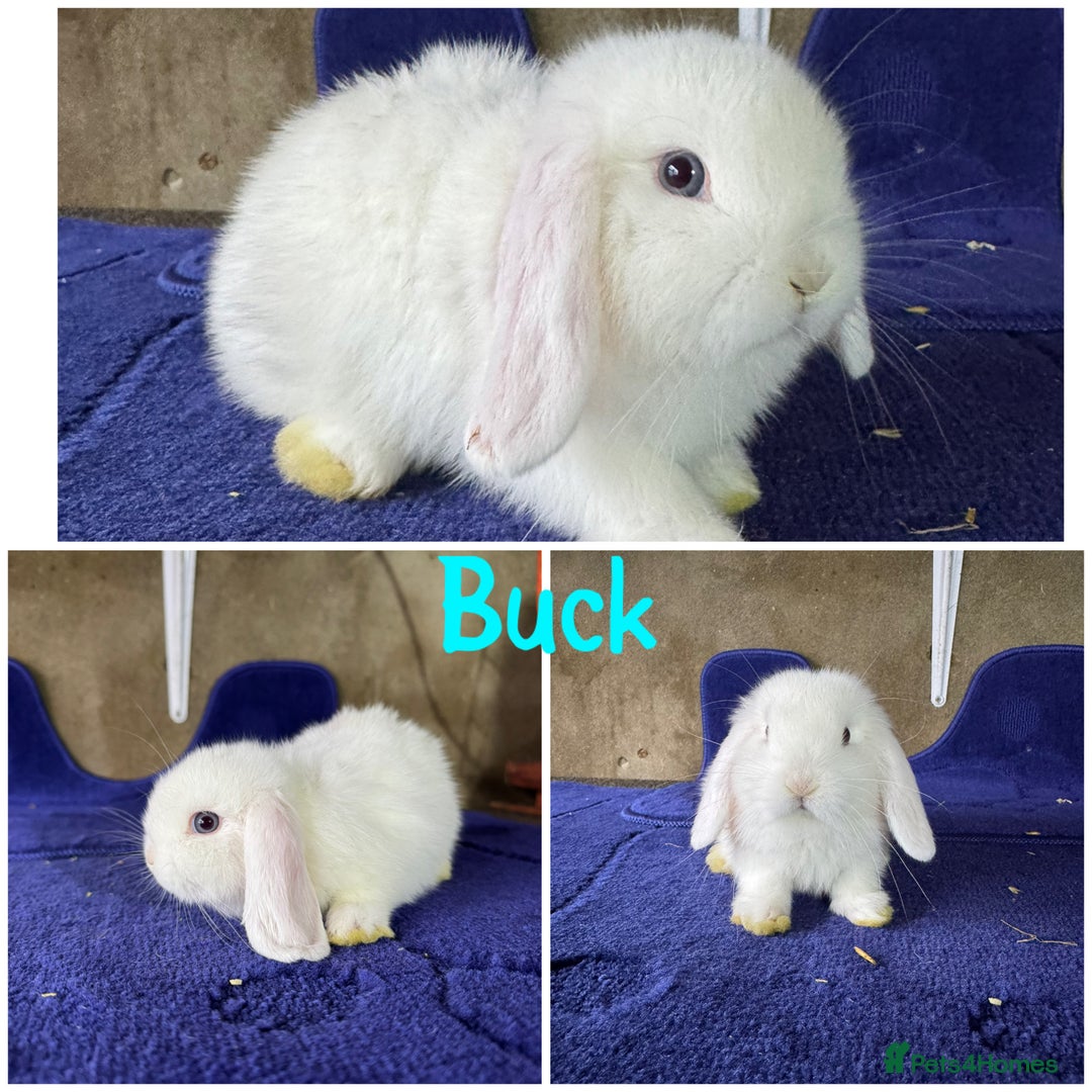 Mini Lop rabbits for sale: Pure breed mini lop  - Image 9