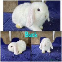 Mini Lop rabbits - Advert 11