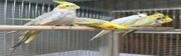 Cockatiels birds for sale: Cocktails  - Advert 5