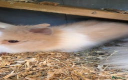 Lionhead rabbits for sale: Three beautiful purebred lion head babies  - Image 4
