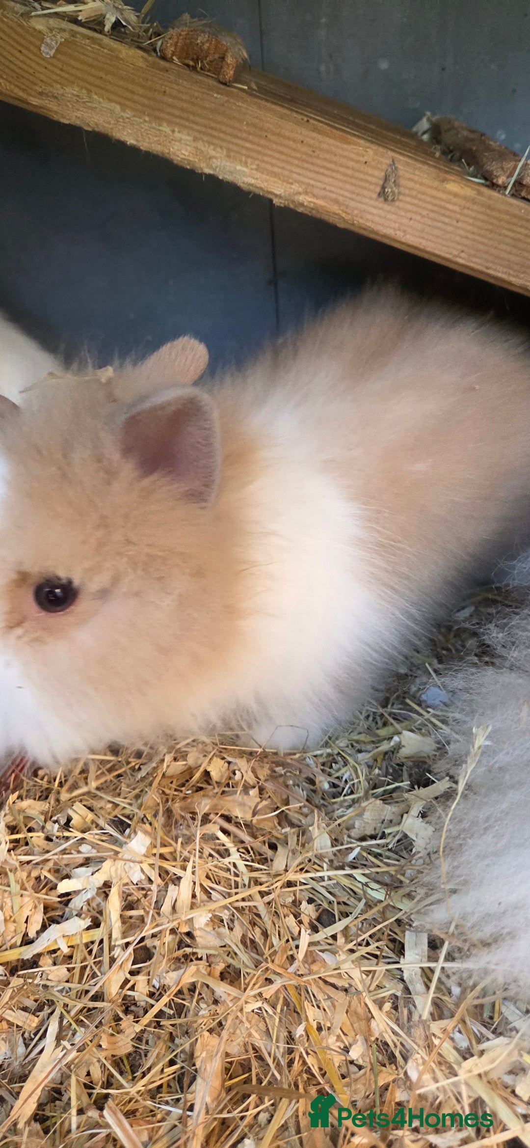 Lionhead rabbits for sale: Three beautiful purebred lion head babies  - Image 4