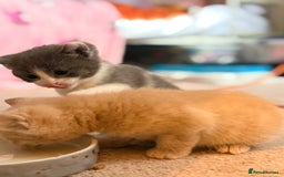 British Shorthair cats for sale: 🐾Turkish Angora × British Blue Kittens Ready Soon - Image 24