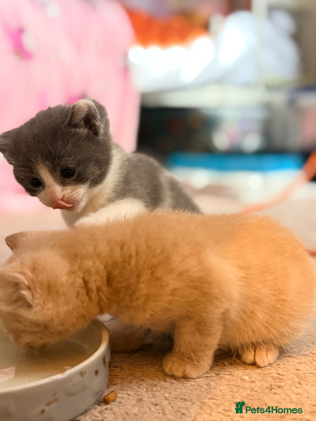 British Shorthair cats for sale: 🐾Turkish Angora × British Blue Kittens Ready Soon - Image 24