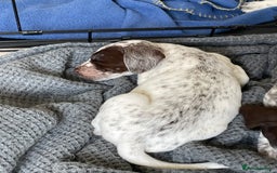 Mixed Breed dogs for sale:  Dalmaspoodles! Dalmation X springer/poodle pups - Image 14