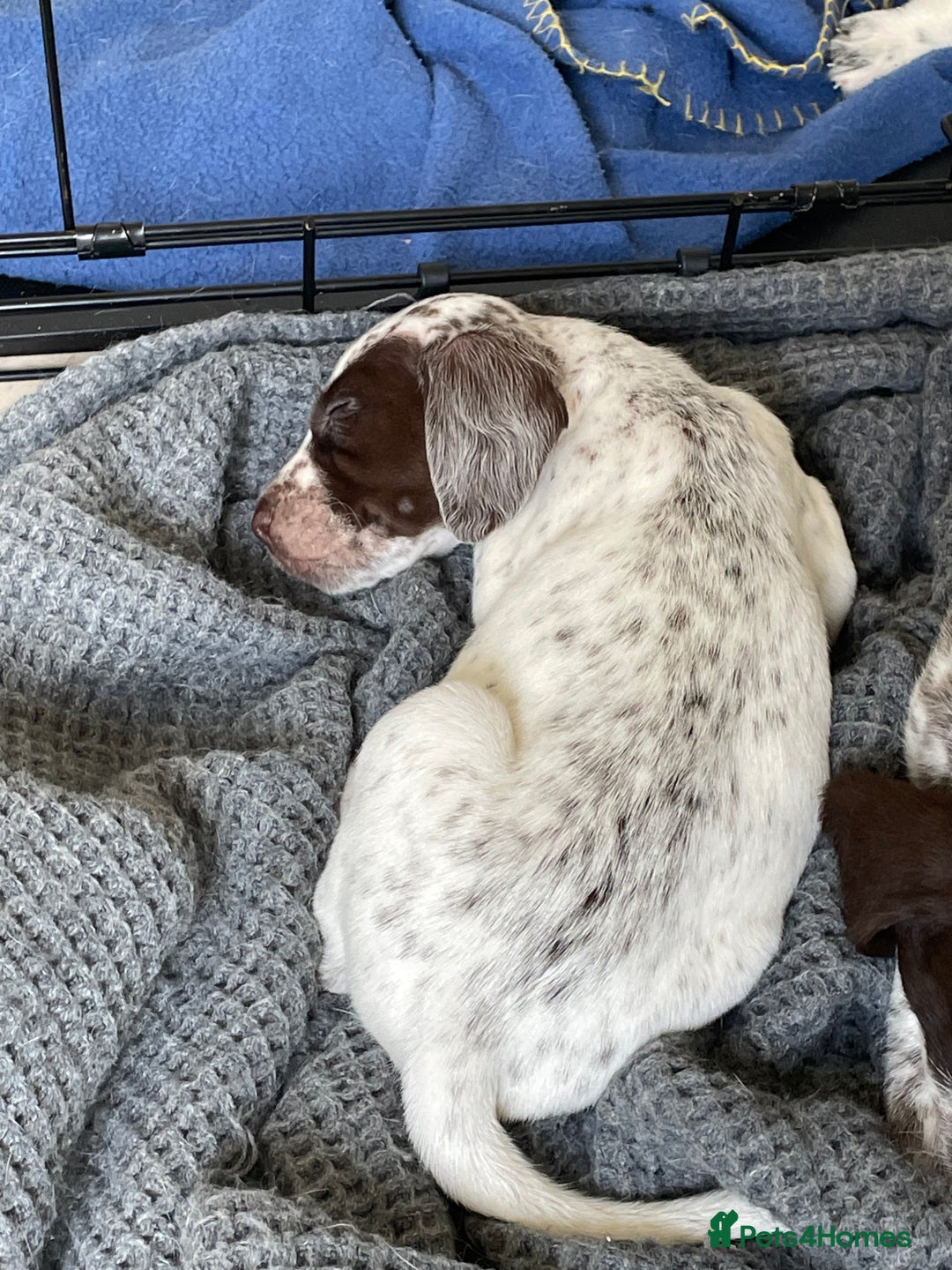 Mixed Breed dogs for sale:  Dalmaspoodles! Dalmation X springer/poodle pups - Image 14