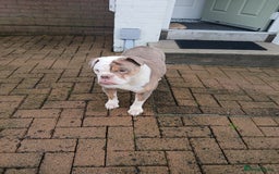 Olde English Bulldogge dogs for sale: Olde English bulldogge puppies  - Image 1