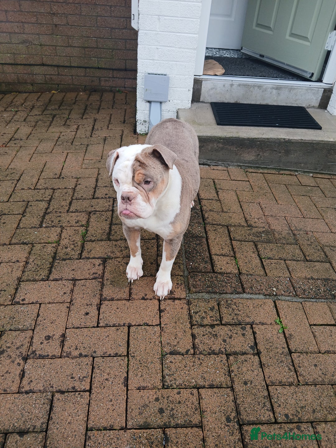 Olde English Bulldogge dogs for sale: Olde English bulldogge puppies  - Image 1