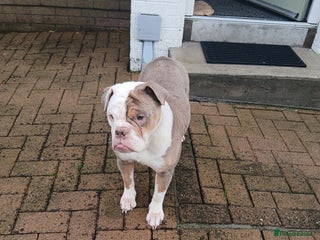 Olde English Bulldogge dogs for sale - Advert 1