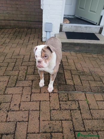 Olde English Bulldogge dogs - Advert 1