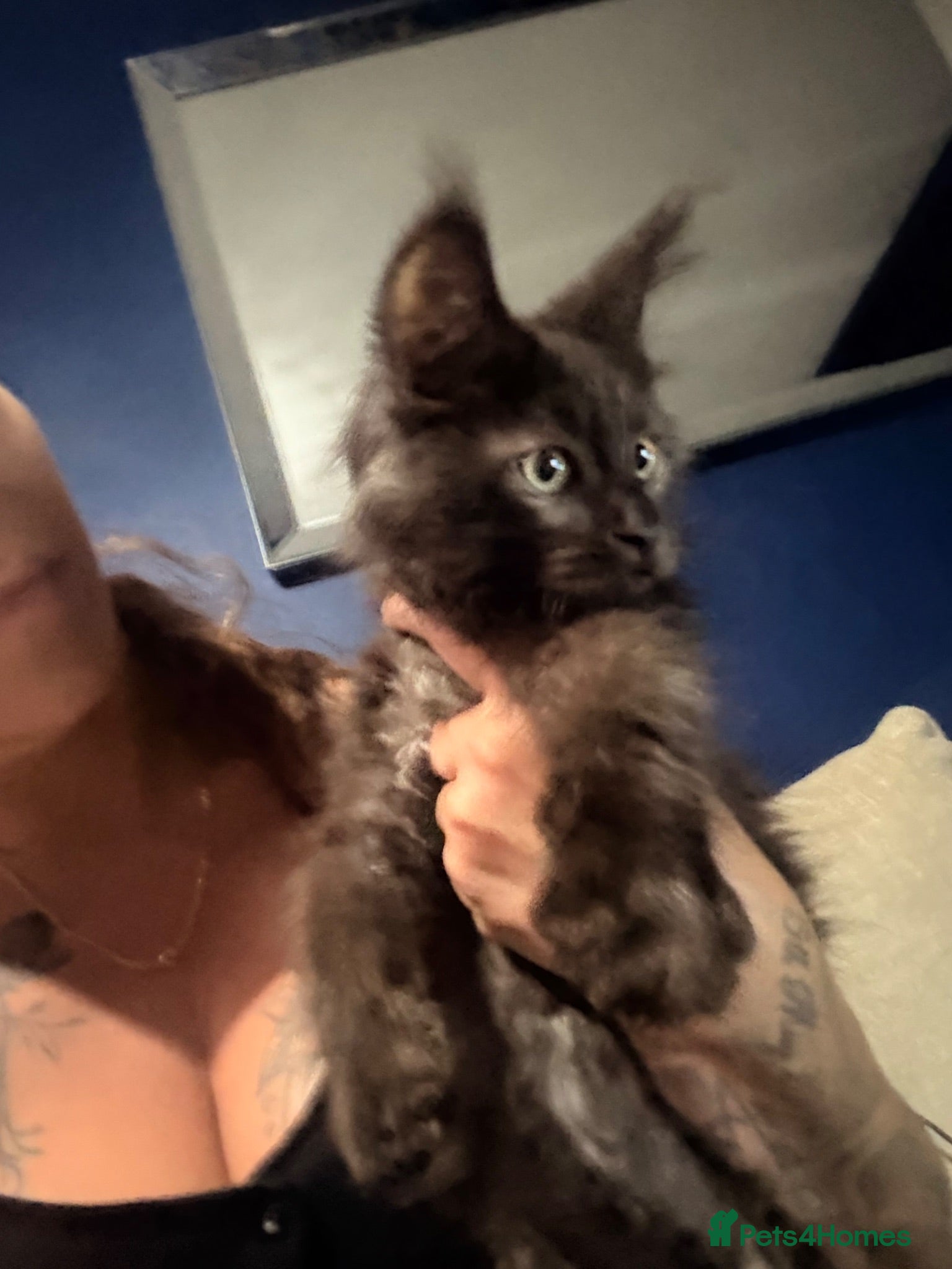 Maine Coon cats Tica registered ready to go & fully vaccinated  - Advert 15
