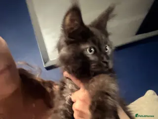 Maine Coon cats Tica registered ready to go & fully vaccinated - Advert 15