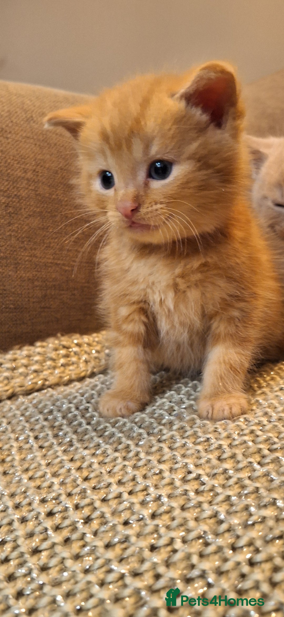British Shorthair cats for sale: Beautiful Cream & Ginger Kittens  - Image 11