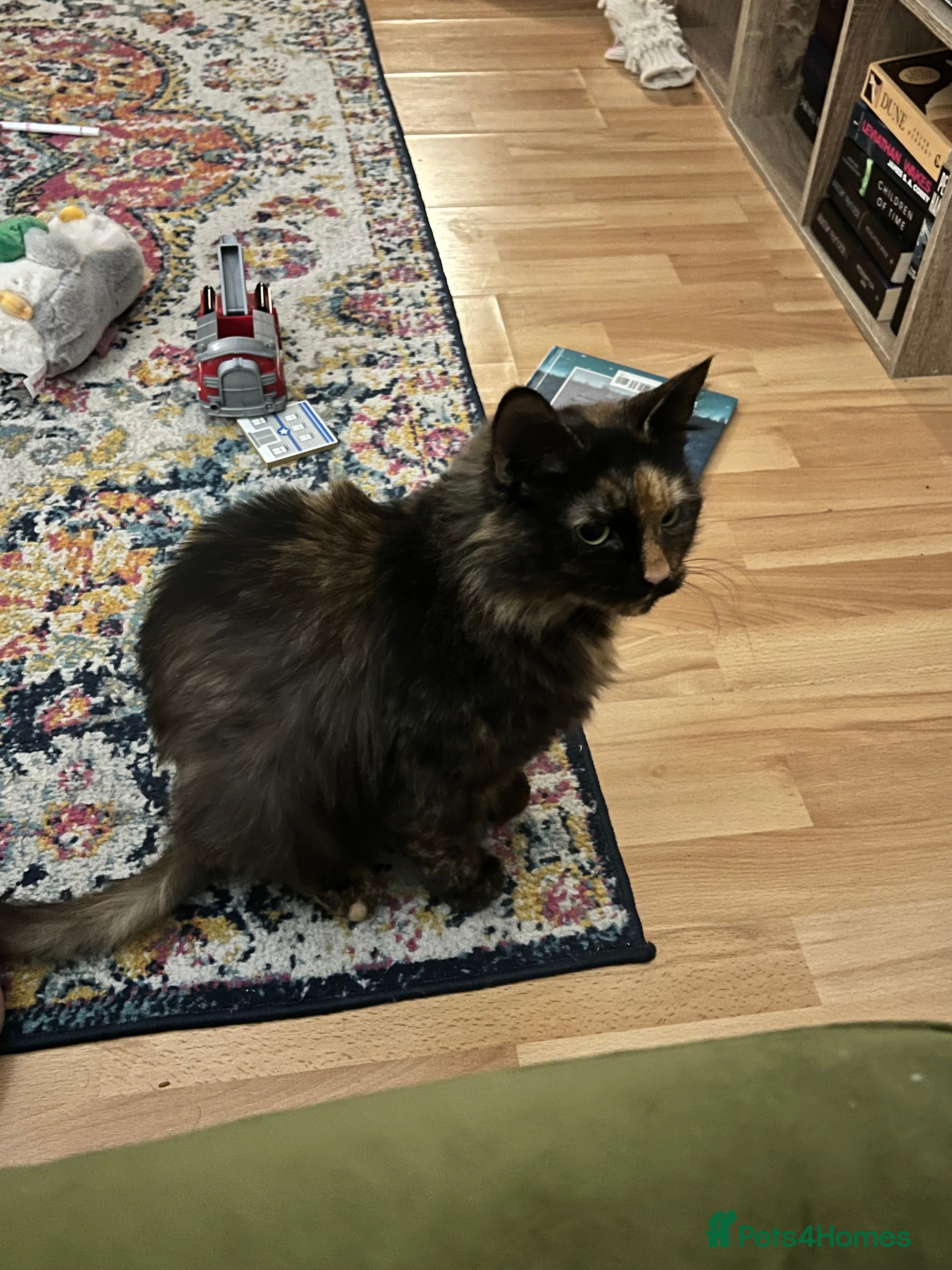 Mixed Breed cats 3yr old female cat  in Northampton - Advert 1