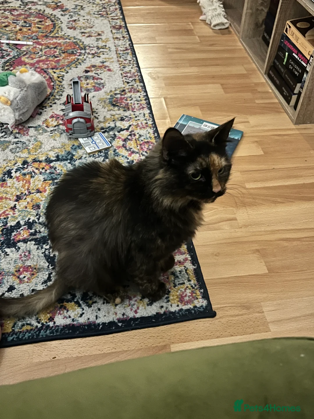 Mixed Breed cats for sale: 3yr old female cat  in Northampton - Advert 1