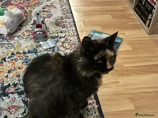 Mixed Breed cats 3yr old female cat in Northampton - Advert 1