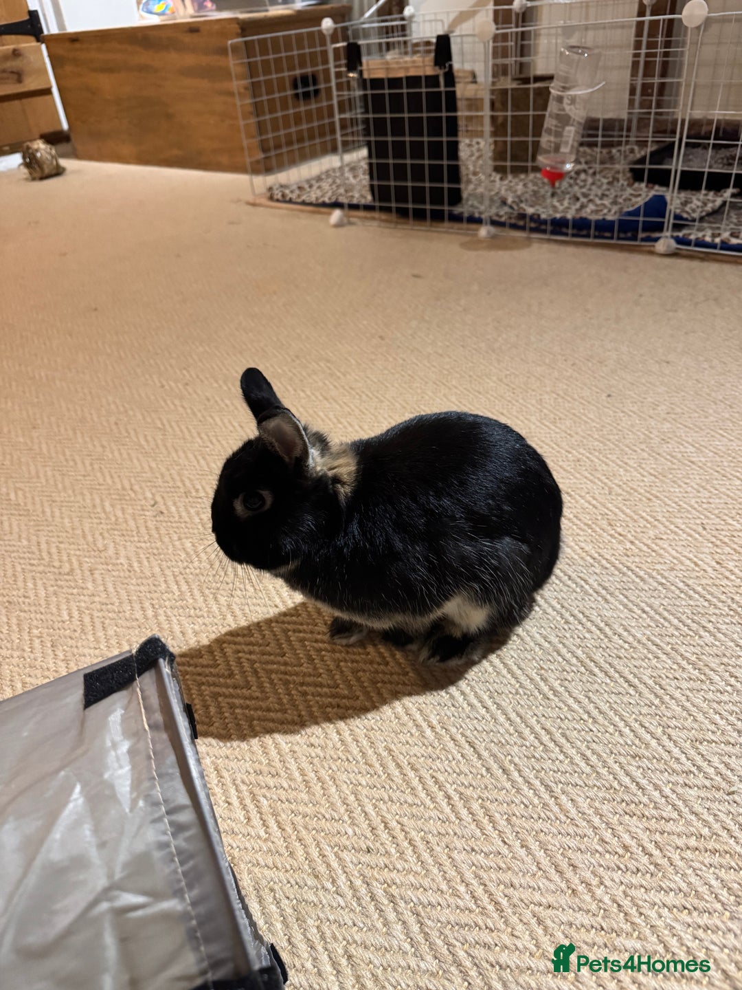 Netherland Dwarf rabbits for sale: Lovely boy Netherland Dwarf - Advert 4