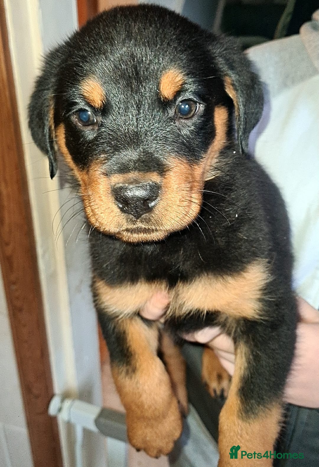 Rottweiler dogs for sale: Female rottweiler  - Advert 6