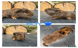 Guinea Pig rodents for sale: Purebred Teddy,Funky+smooth piggy’s (Boys+Girls) - Image 6