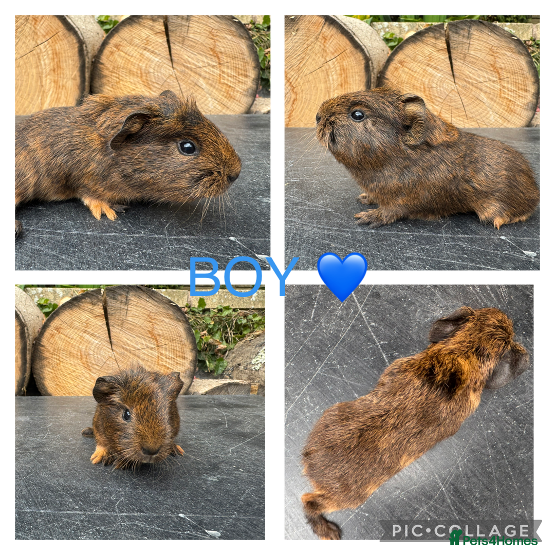 Guinea Pig rodents for sale: Purebred Teddy,Funky+smooth piggy’s (Boys+Girls) - Image 6