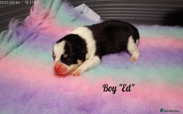 Pomsky dogs for sale: Stunning Pomsky Puppies! Health tested parents.  - Image 4