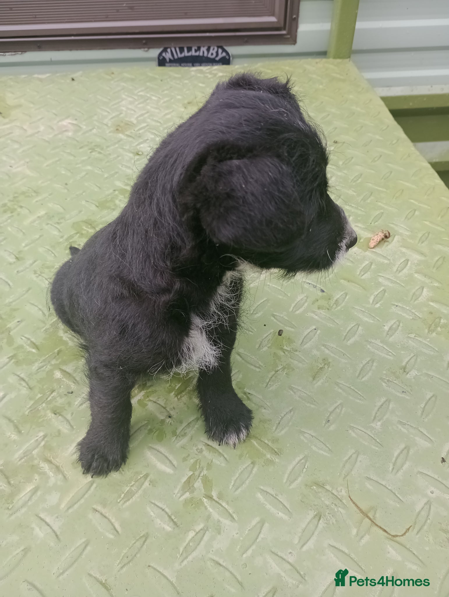 Jackapoo dogs Adorable Jacapoo,s - Advert 1